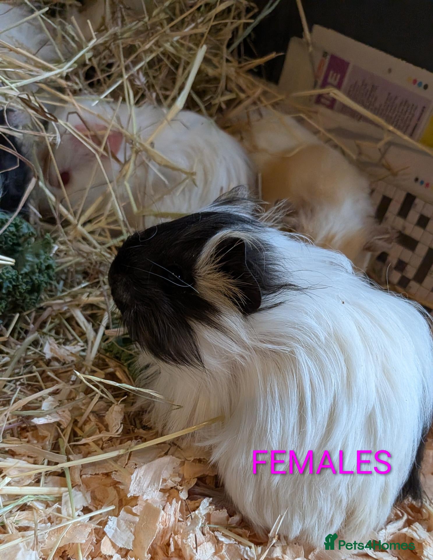 Guinea Pig rodents Beautiful Baby Guinea Pigs - Males and Females  - Advert 7