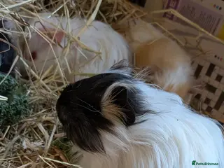Guinea Pig rodents Beautiful Baby Guinea Pigs - Males and Females - Advert 1