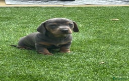 Miniature Dachshund dogs for sale: Miniture dachshund puppies - Image 16