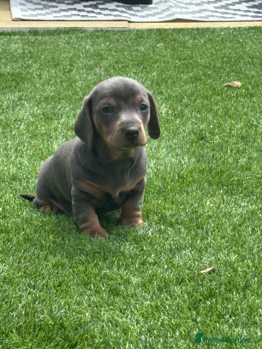 Miniature Dachshund dogs for sale: Miniture dachshund puppies - Image 16