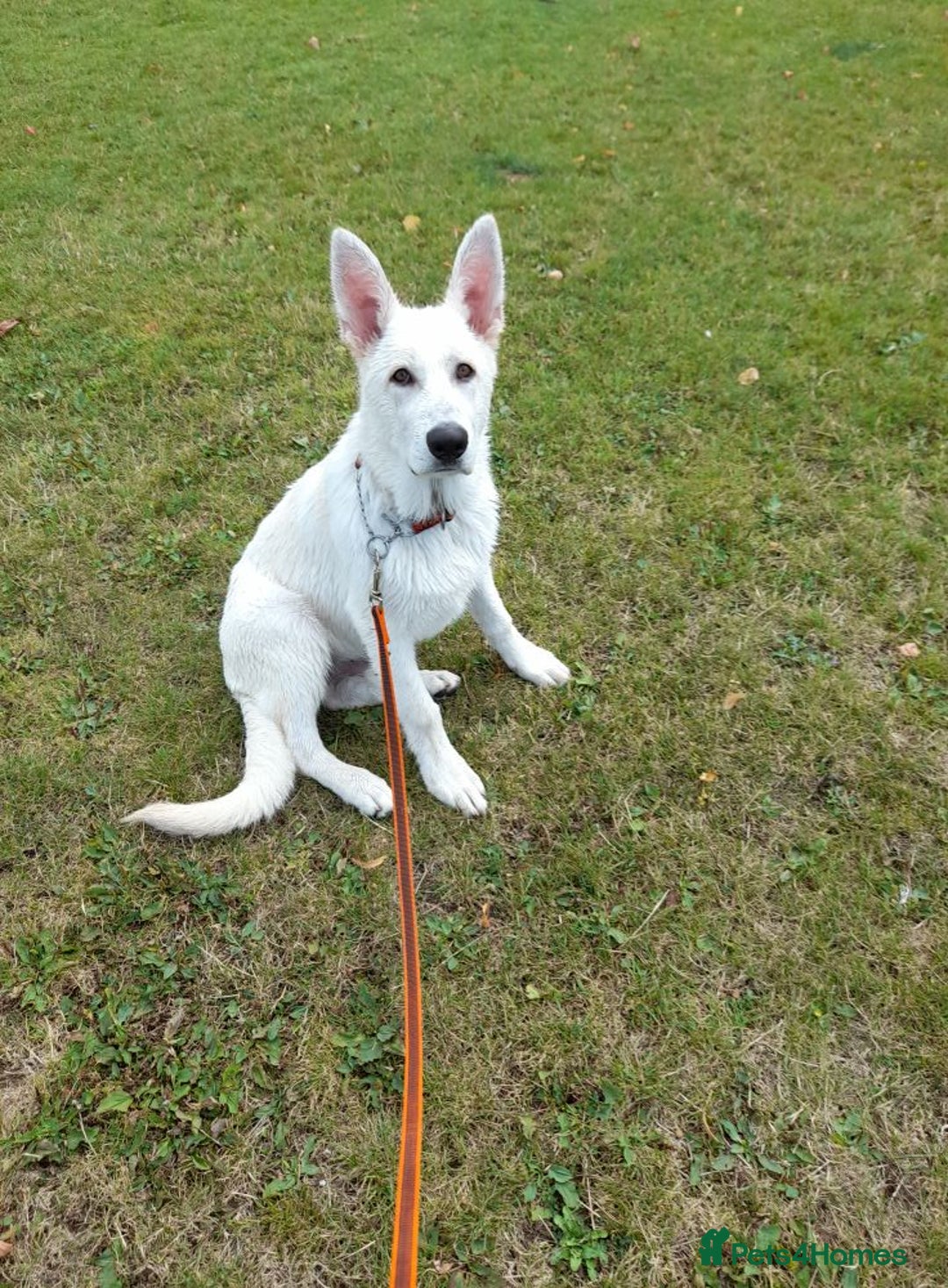 German Shepherd dogs for sale: White German Shepherd  - Image 3