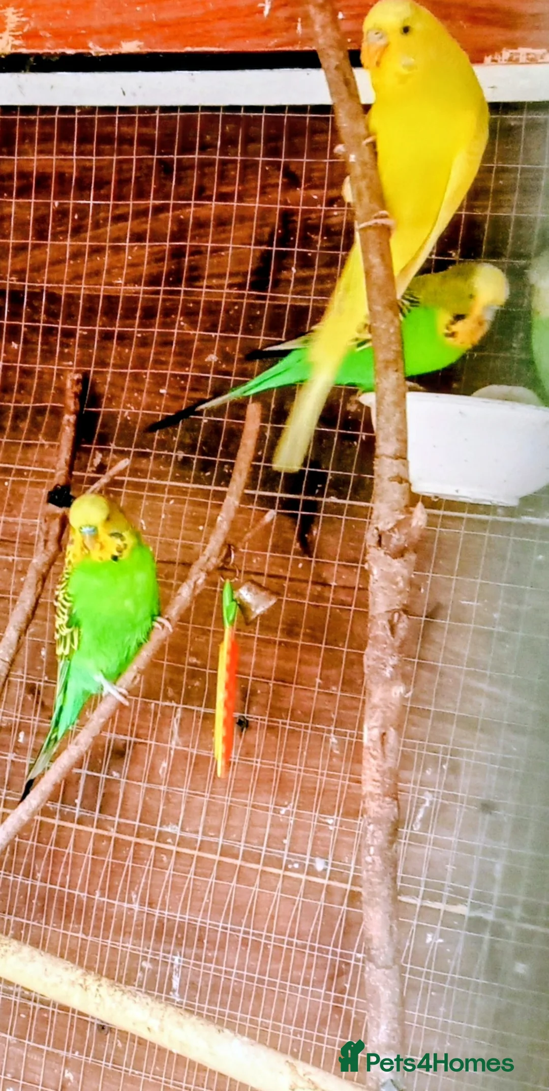 Budgerigars birds for sale: BEAUTIFUL YOUNG BUDGIES FOR SALE! in Cradley Heath - Advert 2