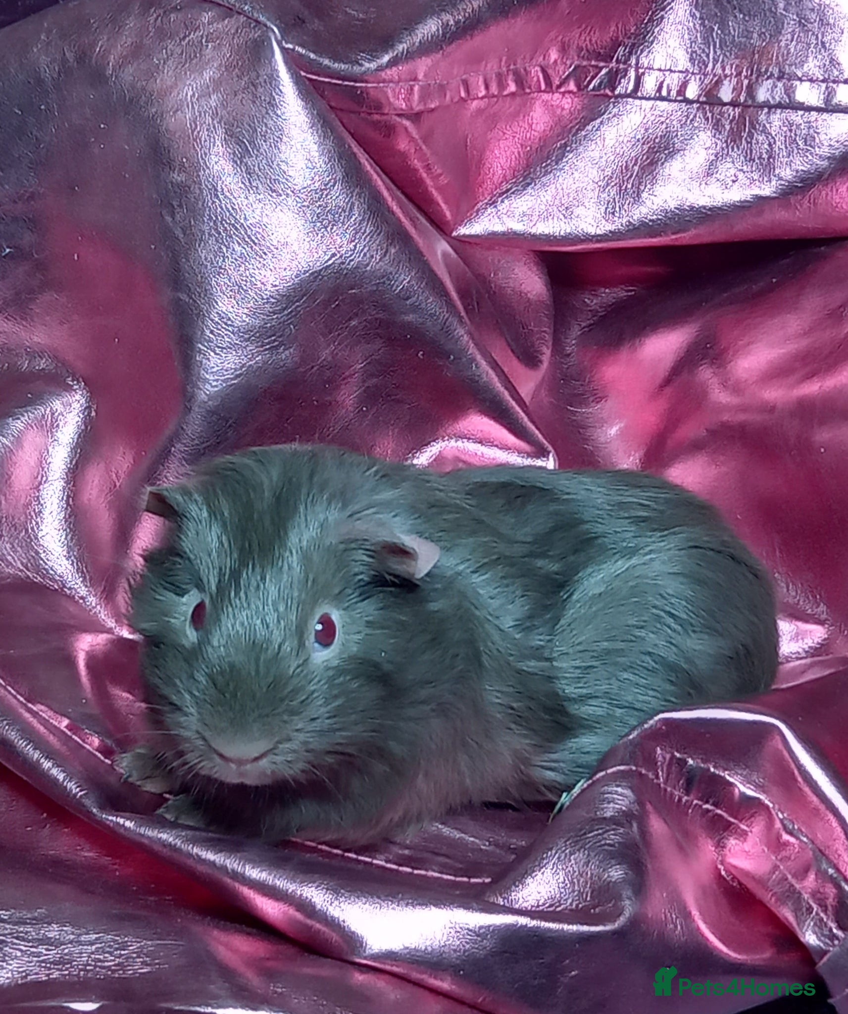 Guinea Pig rodents Baby Guinea Pigs for Sale - Advert 2