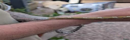 Corn Snake reptiles for sale: Corn snake in Gloucester - Advert 4