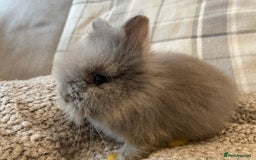 Lionhead rabbits for sale: 5 female Double Mane Lion head Doe’s for sale  - Image 12