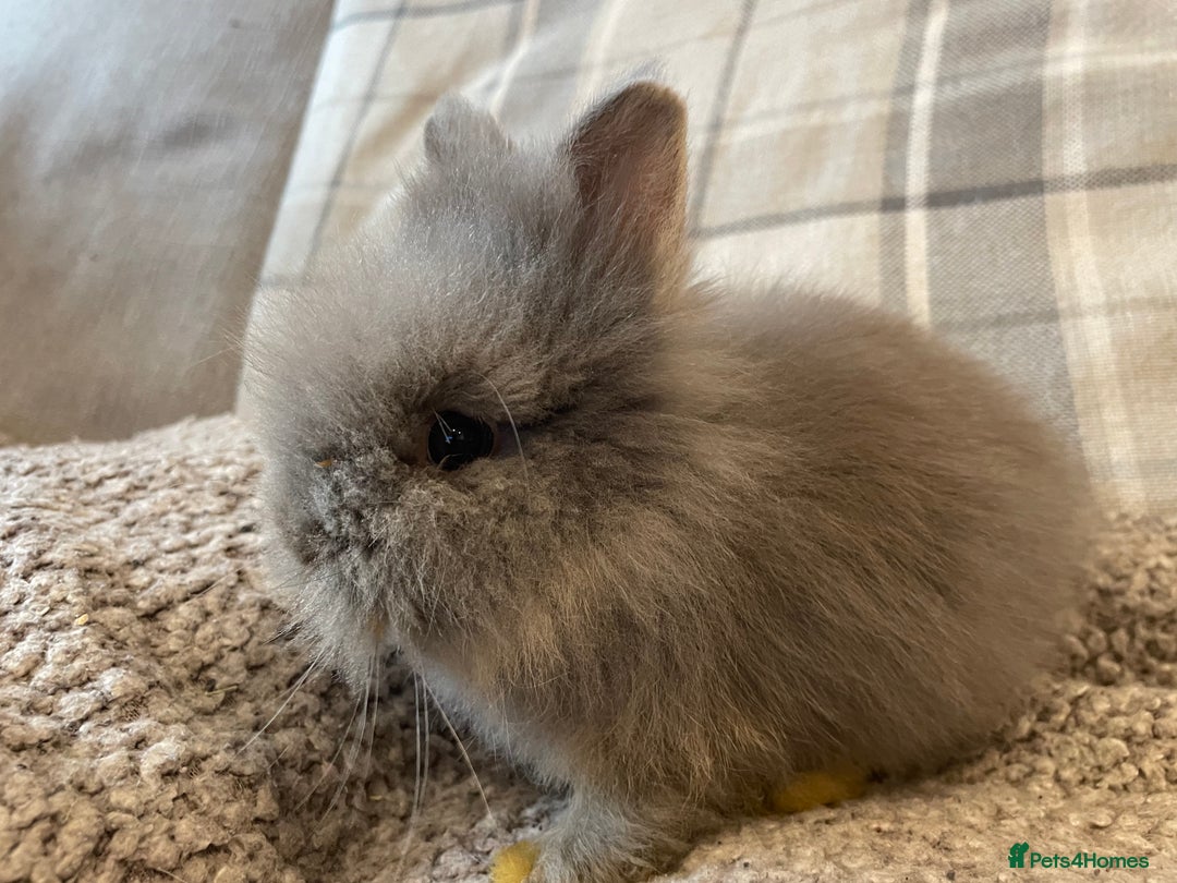 Lionhead rabbits for sale: 5 female Double Mane Lion head Doe’s for sale  - Image 12
