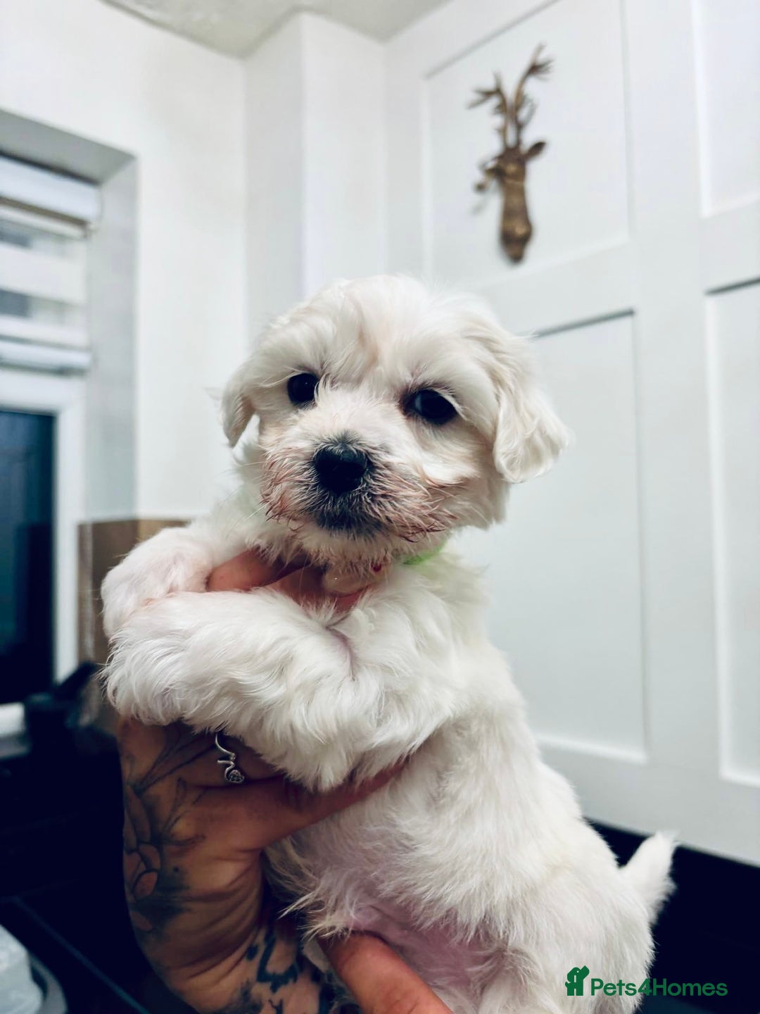 Mixed Breed dogs for sale: READY 🩷🩵F1 Coton de tulear  cross Maltese 😍 - Image 11
