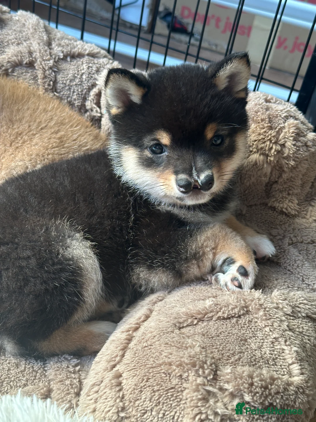Japanese Shiba Inu dogs for sale: Black&Tan Mameshiba Boy - Advert 7