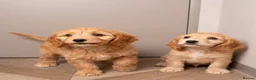 Cavapoo dogs for sale: Wonderful cavapoo puppies  in Kilmarnock - Advert 3