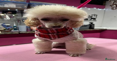 Toy Poodle dogs - Advert 23