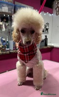 Toy Poodle dogs - Advert 23