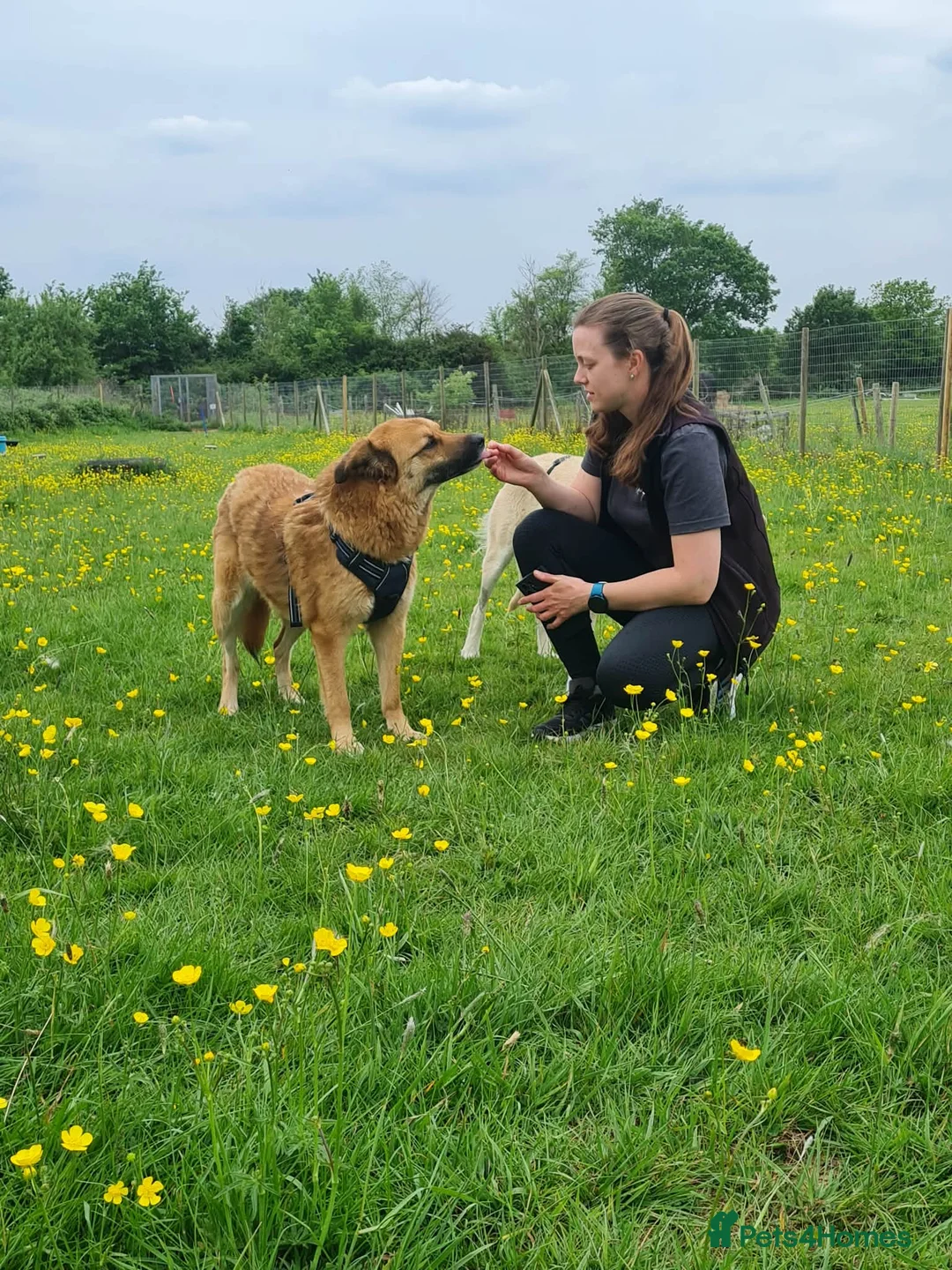 Mixed Breed dogs for adoption: Aladdin needs a loving home - Advert 2