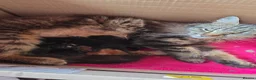Mixed Breed cats for sale: One little girl needing her forever family  - Advert 1
