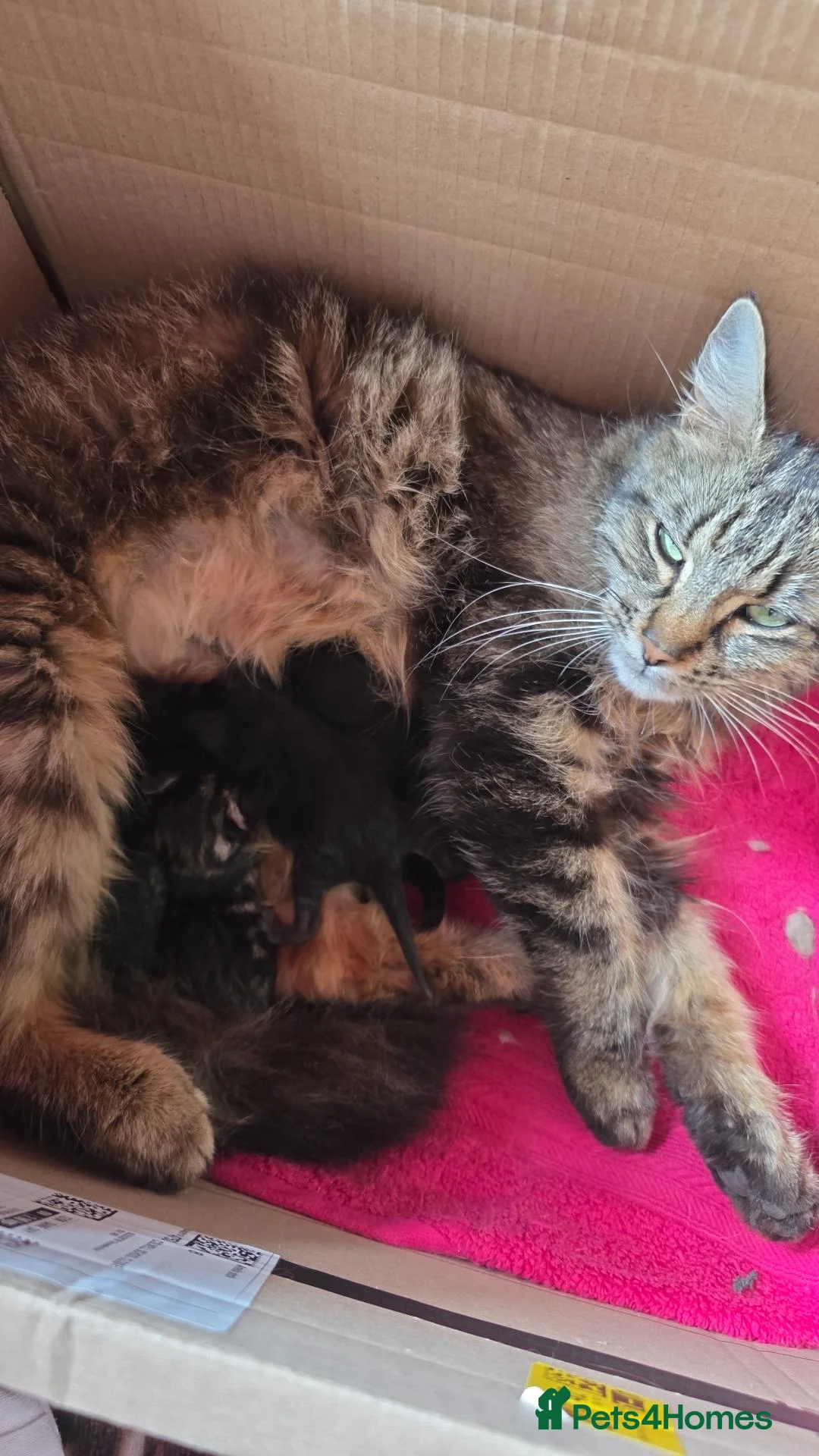 Mixed Breed cats for sale: One little girl needing her forever family  - Advert 1