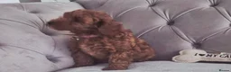 Cavapoo dogs for sale: F1B HEALTH TESTED RUBY CAVERPOOS  - Advert 12