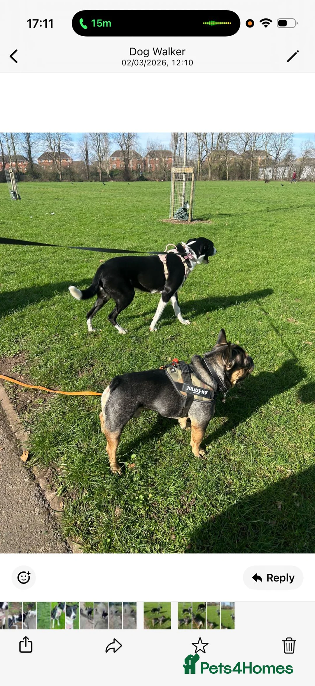 Border Collie dogs for sale: Luna  - Advert 6