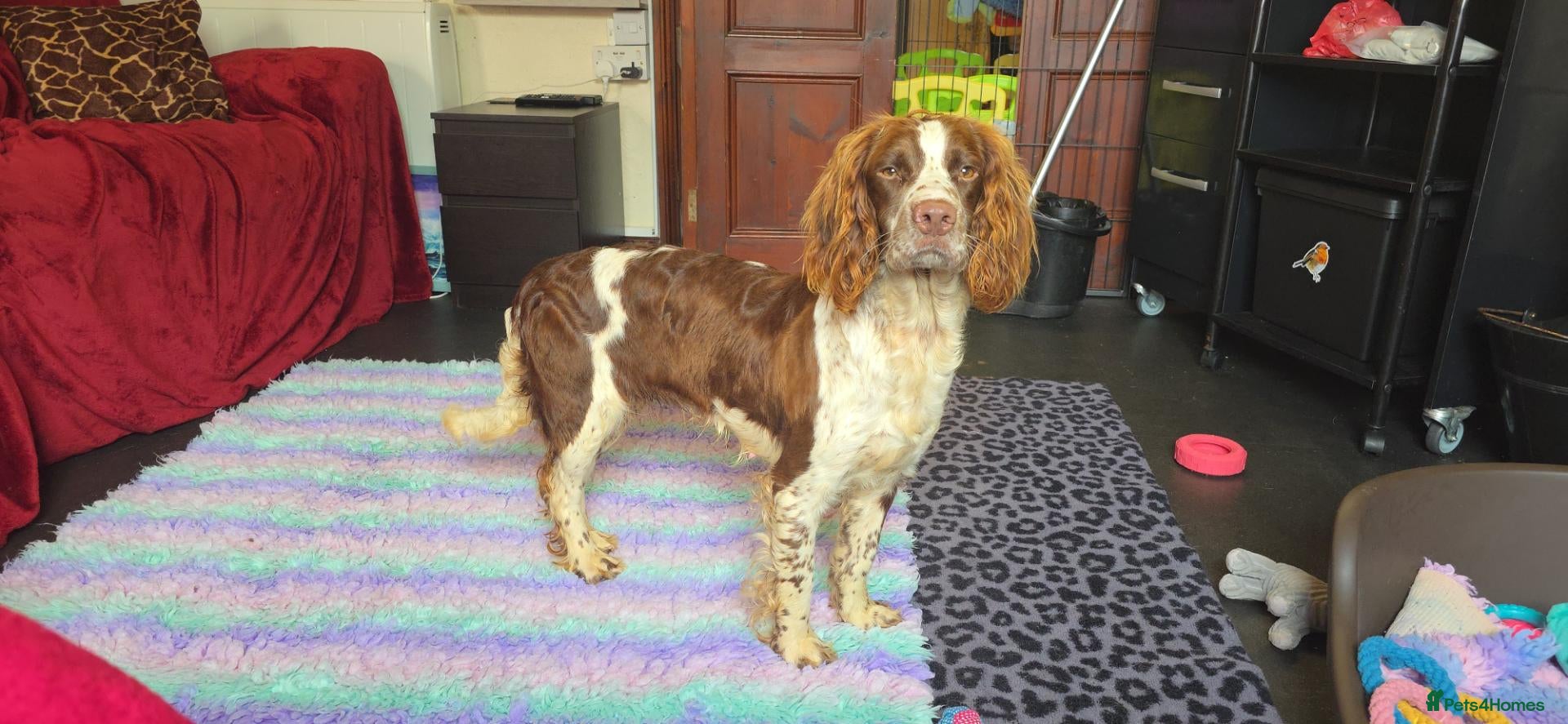English Springer Spaniel dogs Outstanding Home Reared KC 5 ⭐️ Vetted Ready now  - Advert 2