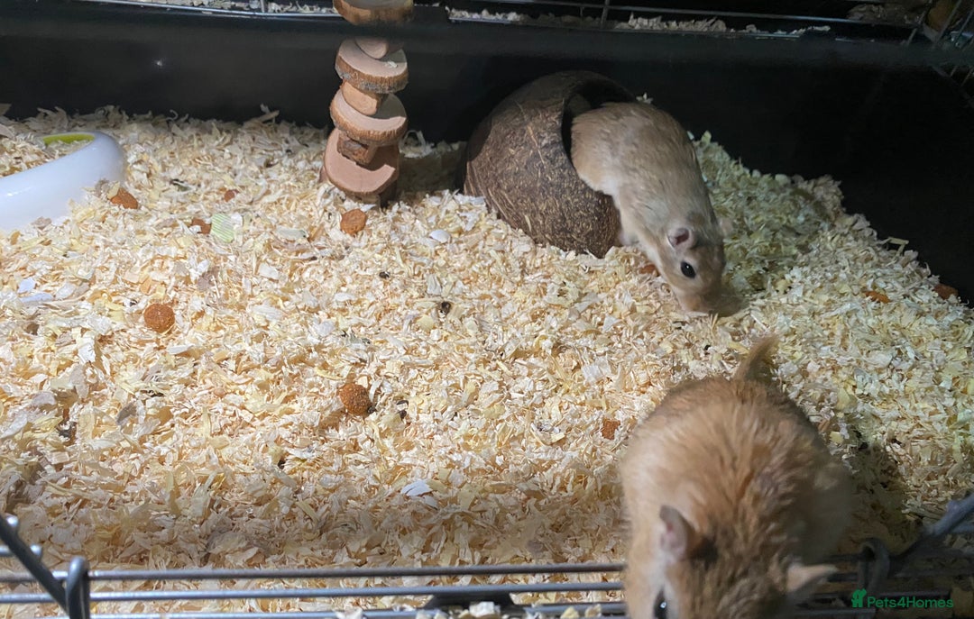 Gerbil rodents for sale: Unique baby gerbil  - Advert 6