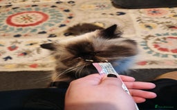 Persian cats for sale: Maggie  - Image 9