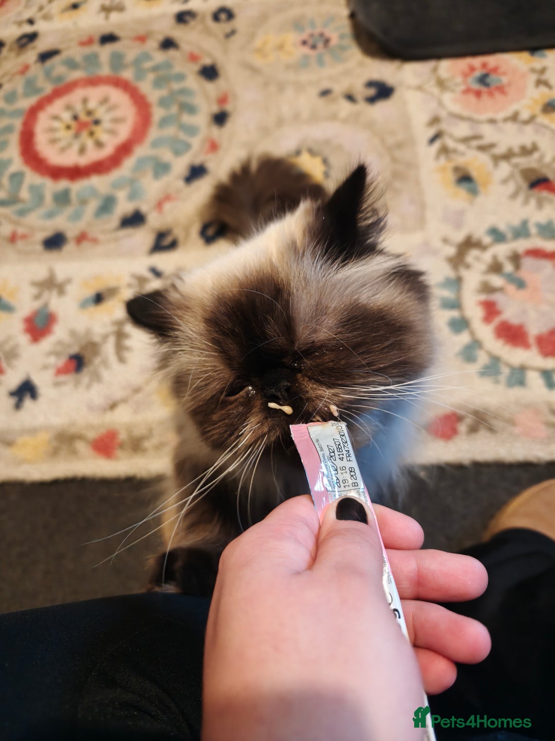 Persian cats for sale: Maggie  - Image 9