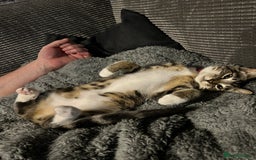 Domestic Shorthair cats for sale: 2 beautiful female cats needing new loving homes  - Advert 4