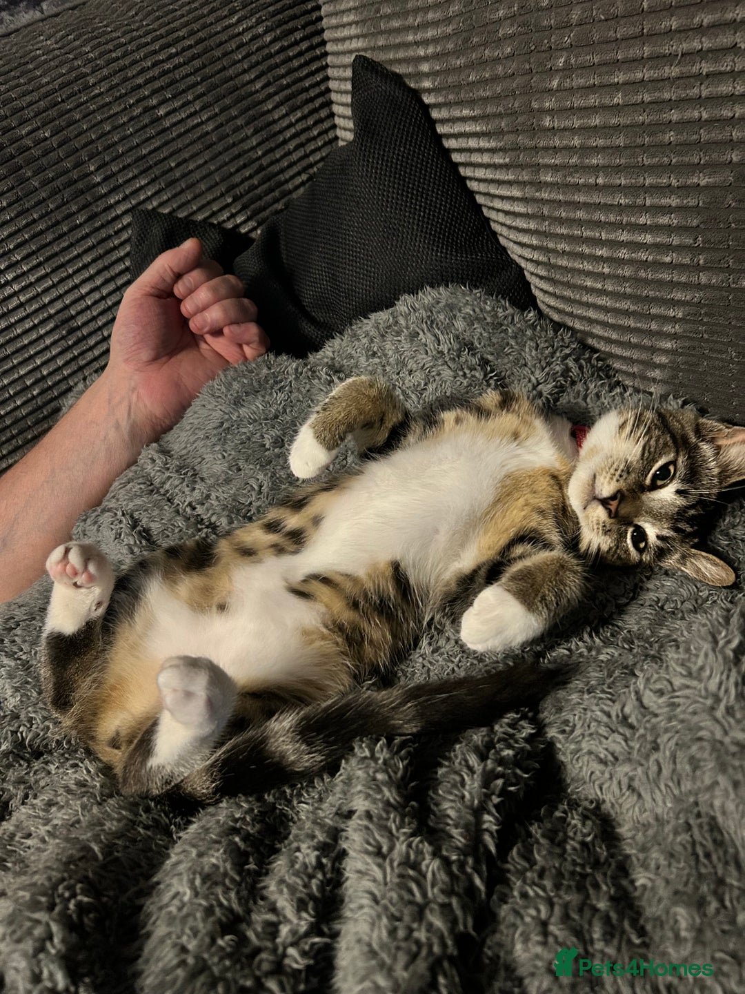 Domestic Shorthair cats for sale: 2 beautiful female cats needing new loving homes  - Advert 4