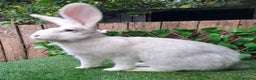 Continental Giant rabbits for sale: Super Stars Stud Service - Beautiful Proven Boys  - Advert 2