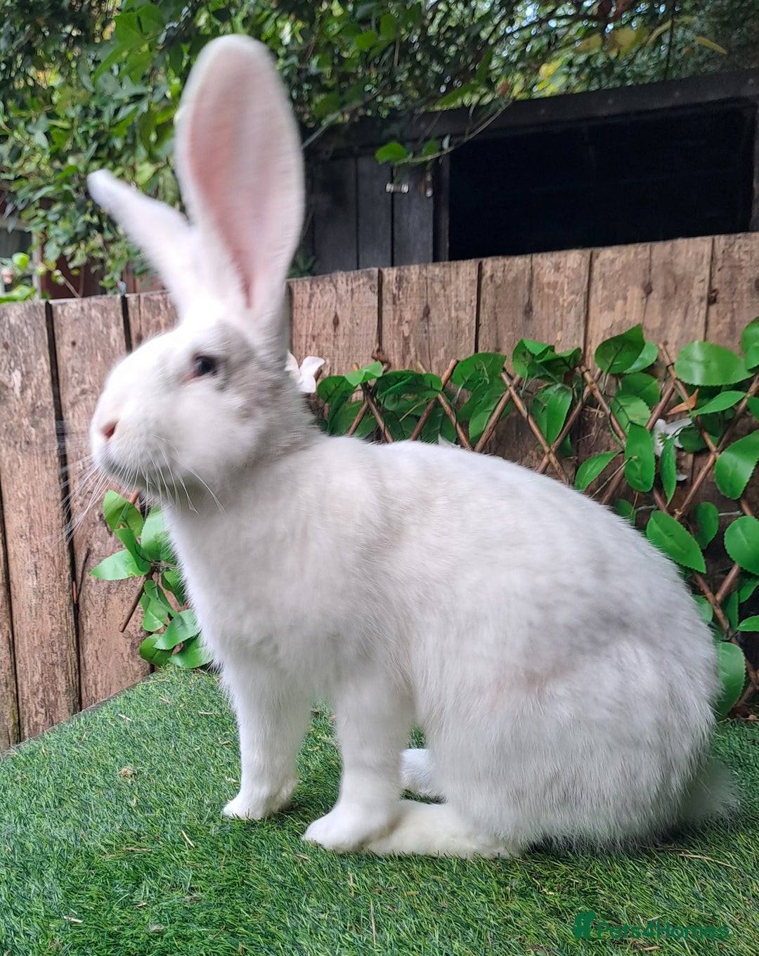 Continental Giant rabbits for sale: Super Stars Stud Service - Beautiful Proven Boys  - Advert 2
