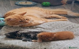 Maine Coon cats for sale: Maine coon kittens - Image 9