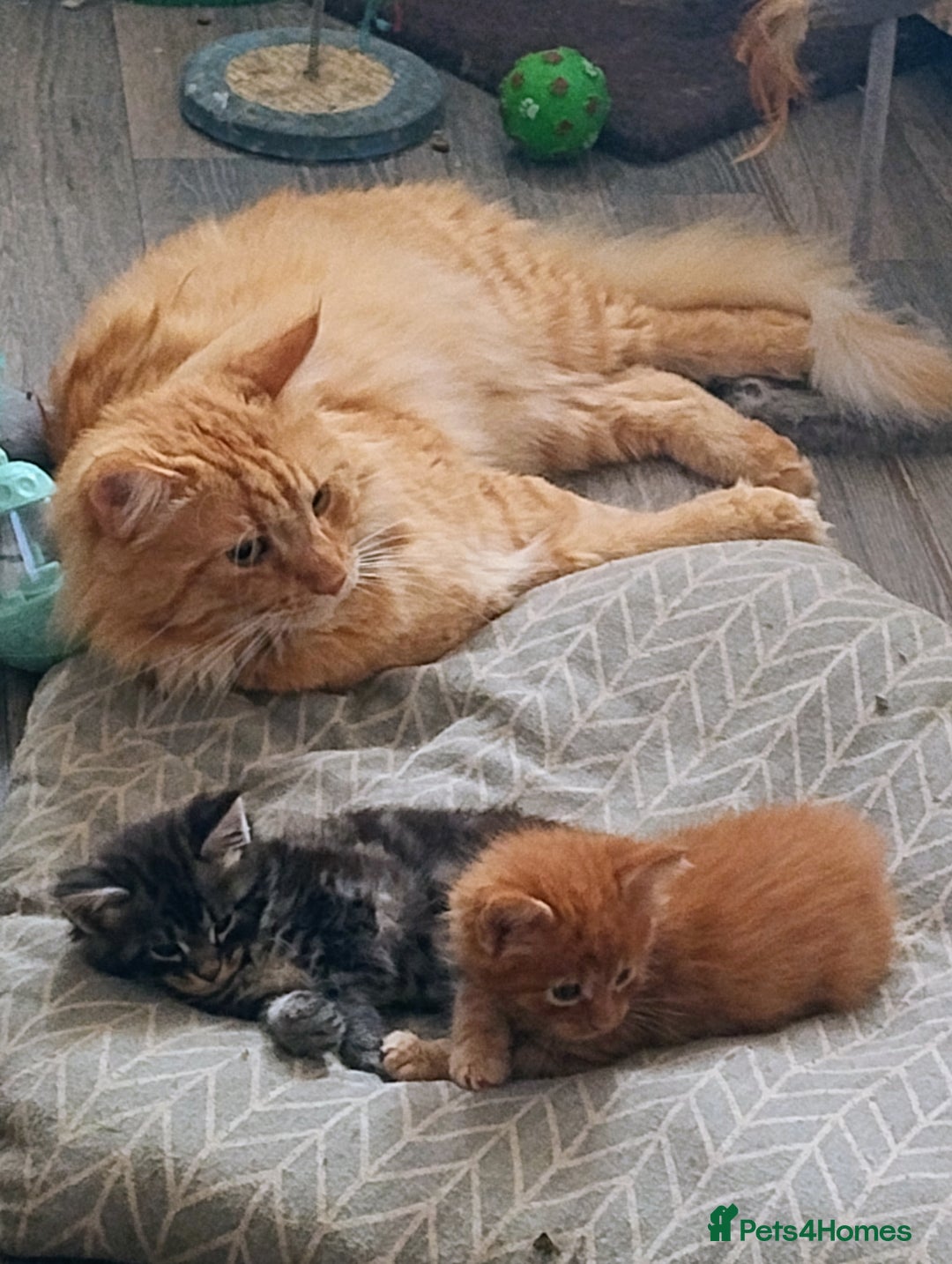 Maine Coon cats for sale: Maine coon kittens - Image 9