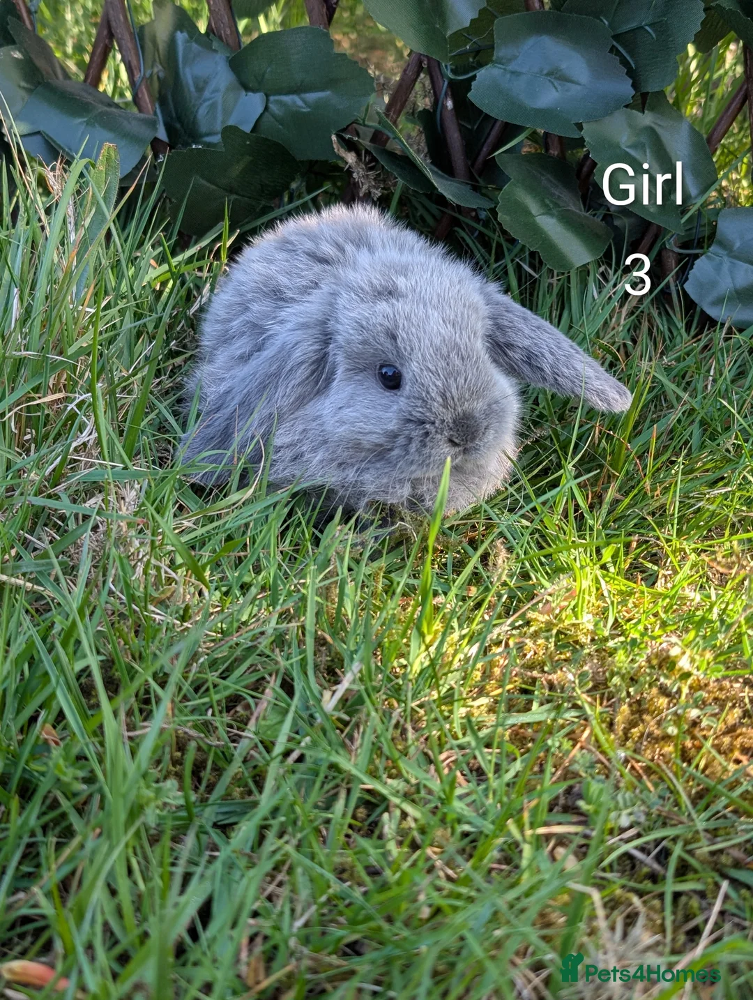 Mini Lop rabbits for sale: Pure Bred Mini Lops - Advert 14