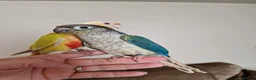 Conures birds for sale: Beautiful fully hand reared conures  - Advert 8