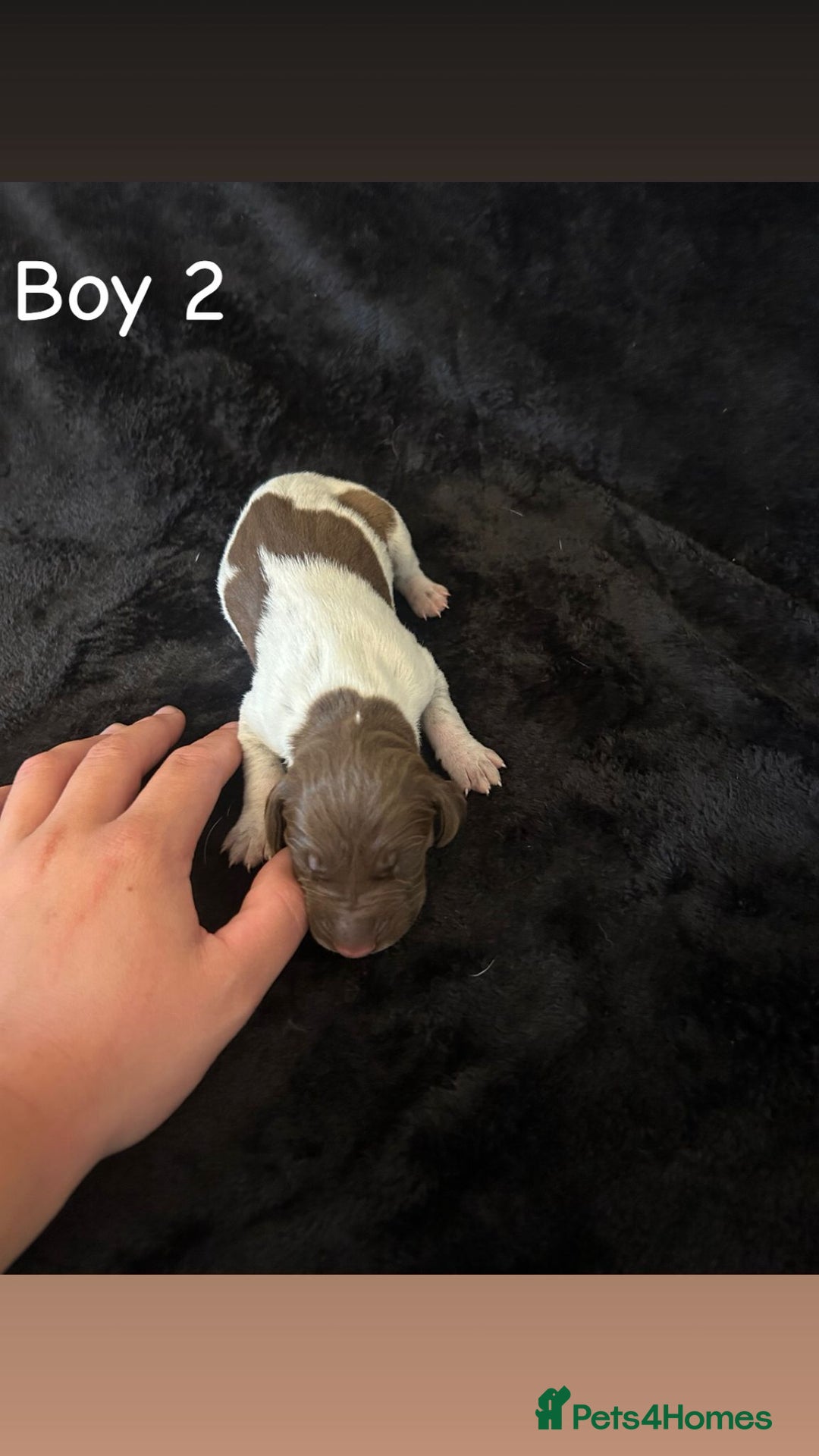 German Shorthaired Pointer dogs for sale: Beautiful pointer puppies - Image 7