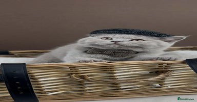 British Shorthair cats - Advert 7