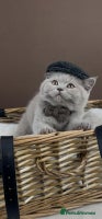 British Shorthair cats - Advert 7