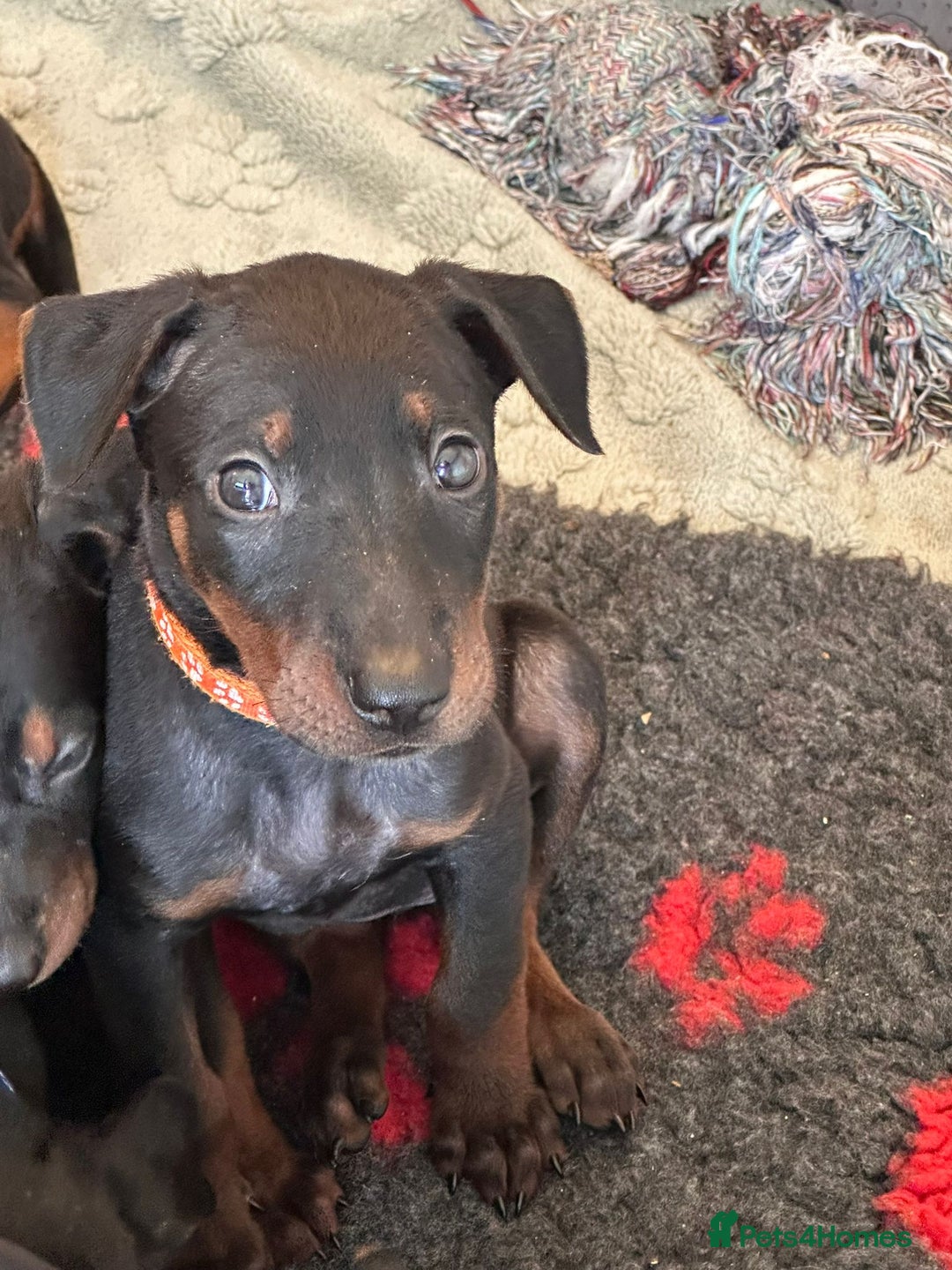 Mixed Breed dogs for sale: Chinese Red Dogs - Image 22