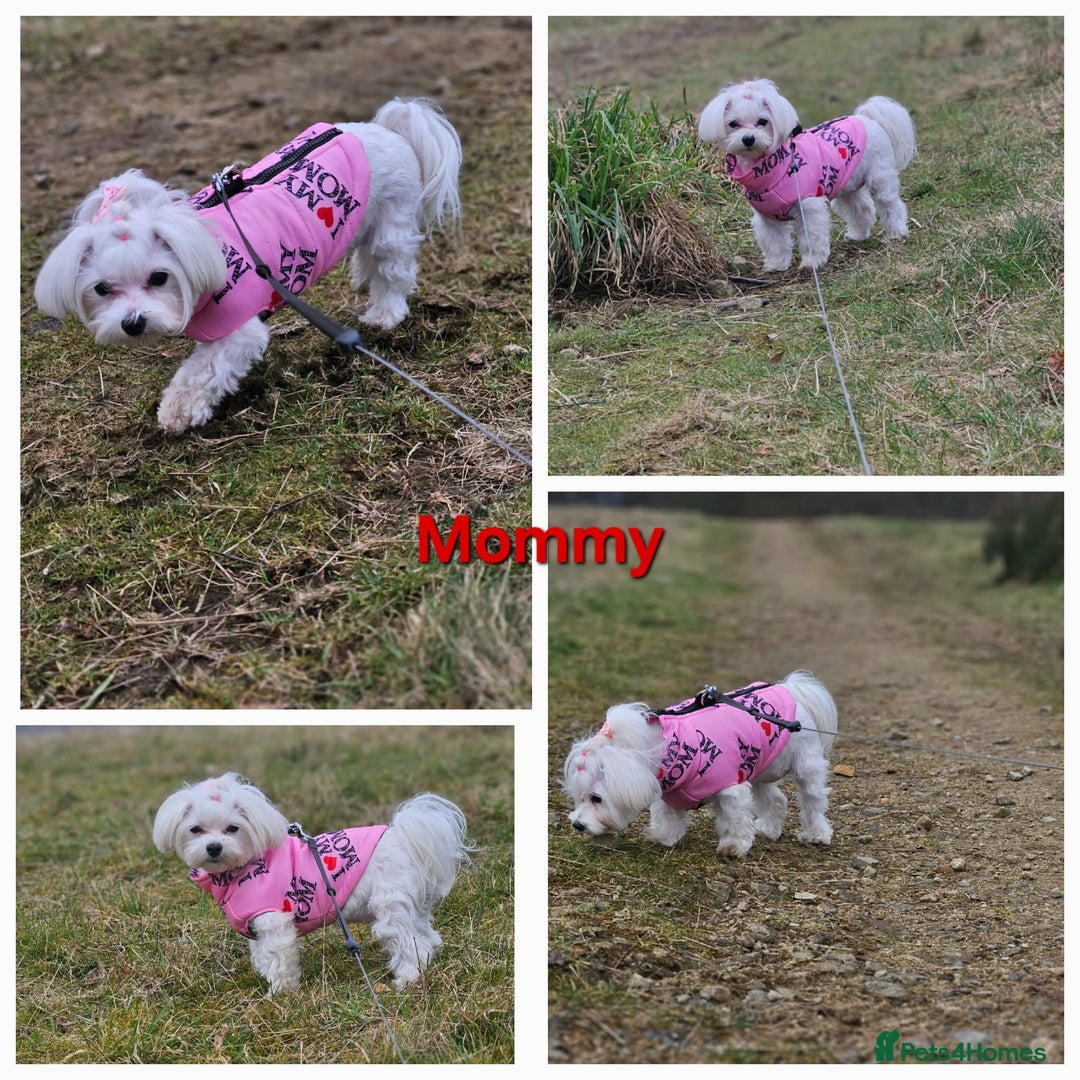 Maltese dogs for sale: 4 Exceptional Maltese Girl Puppies**KC REGISTER** - Advert 16