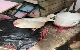Hens poultry for sale: 2 female hens  - Image 2