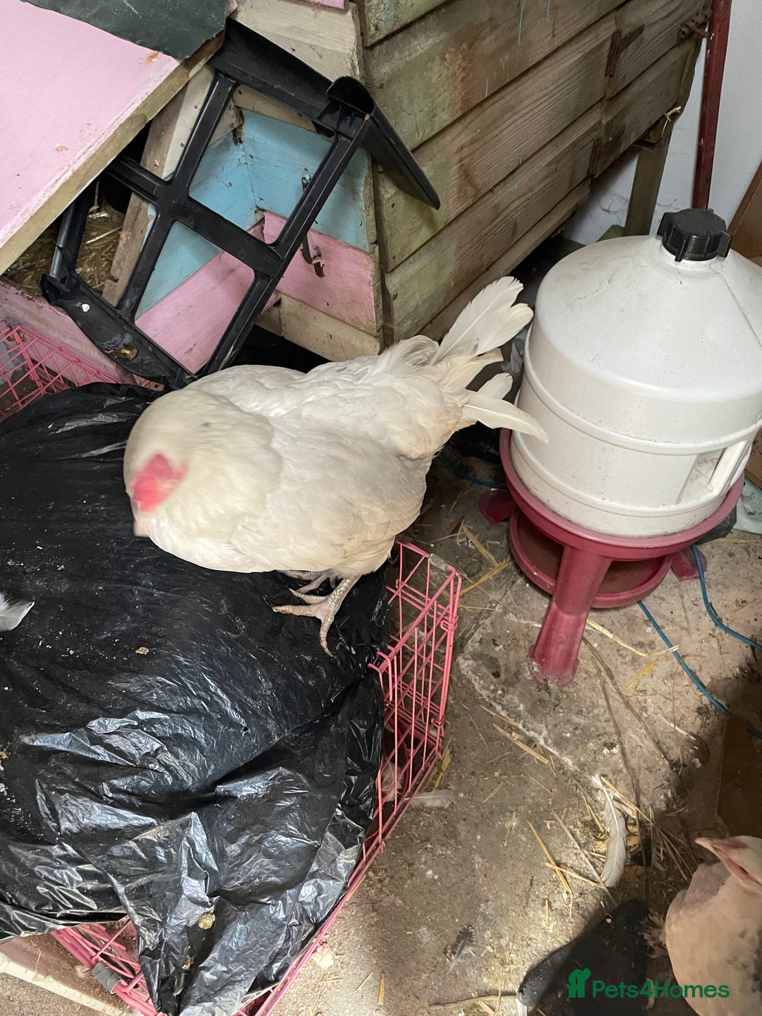 Hens poultry for sale: 2 female hens  - Image 2
