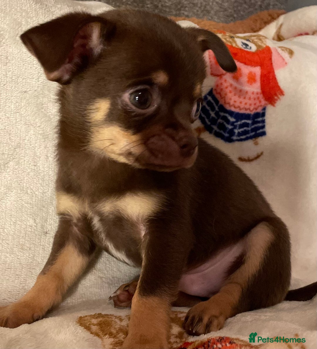 Chihuahua dogs for sale: Chihuahua Puppies Ready Now  - Advert 3