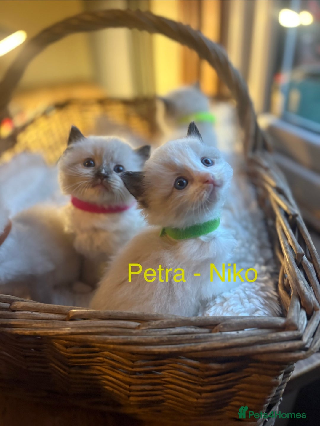 Ragdoll cats for sale: TICA Pedigree Ragdolls 💎✨ - Image 6