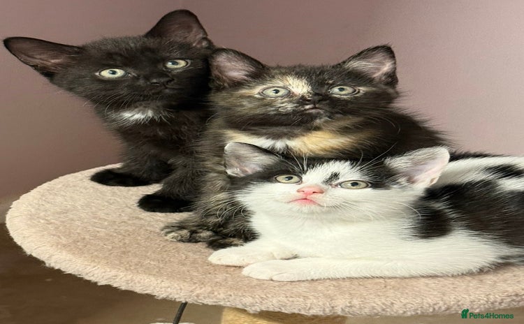 Mixed Breed cats - Advert 6