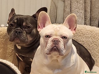 French Bulldog dogs in Ebbw Vale - Advert 4