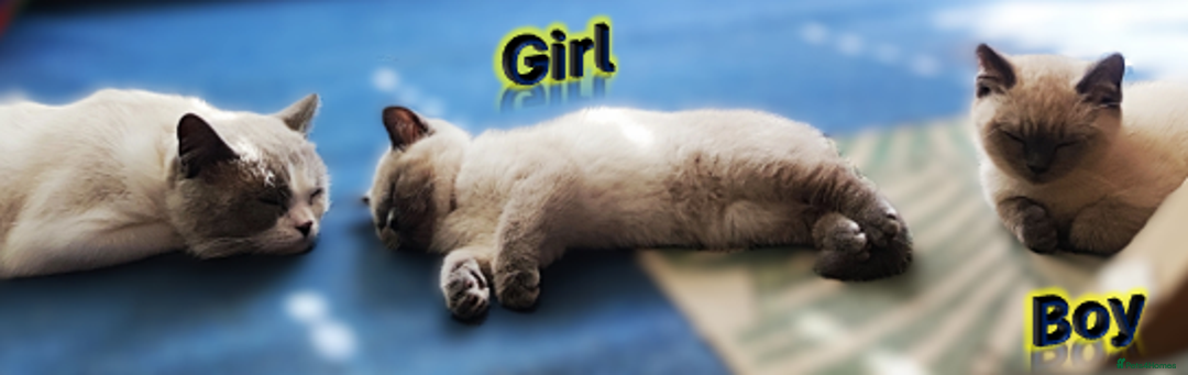 British Shorthair cats for sale: BSH Kittens Ready For New Homes Now - Image 18