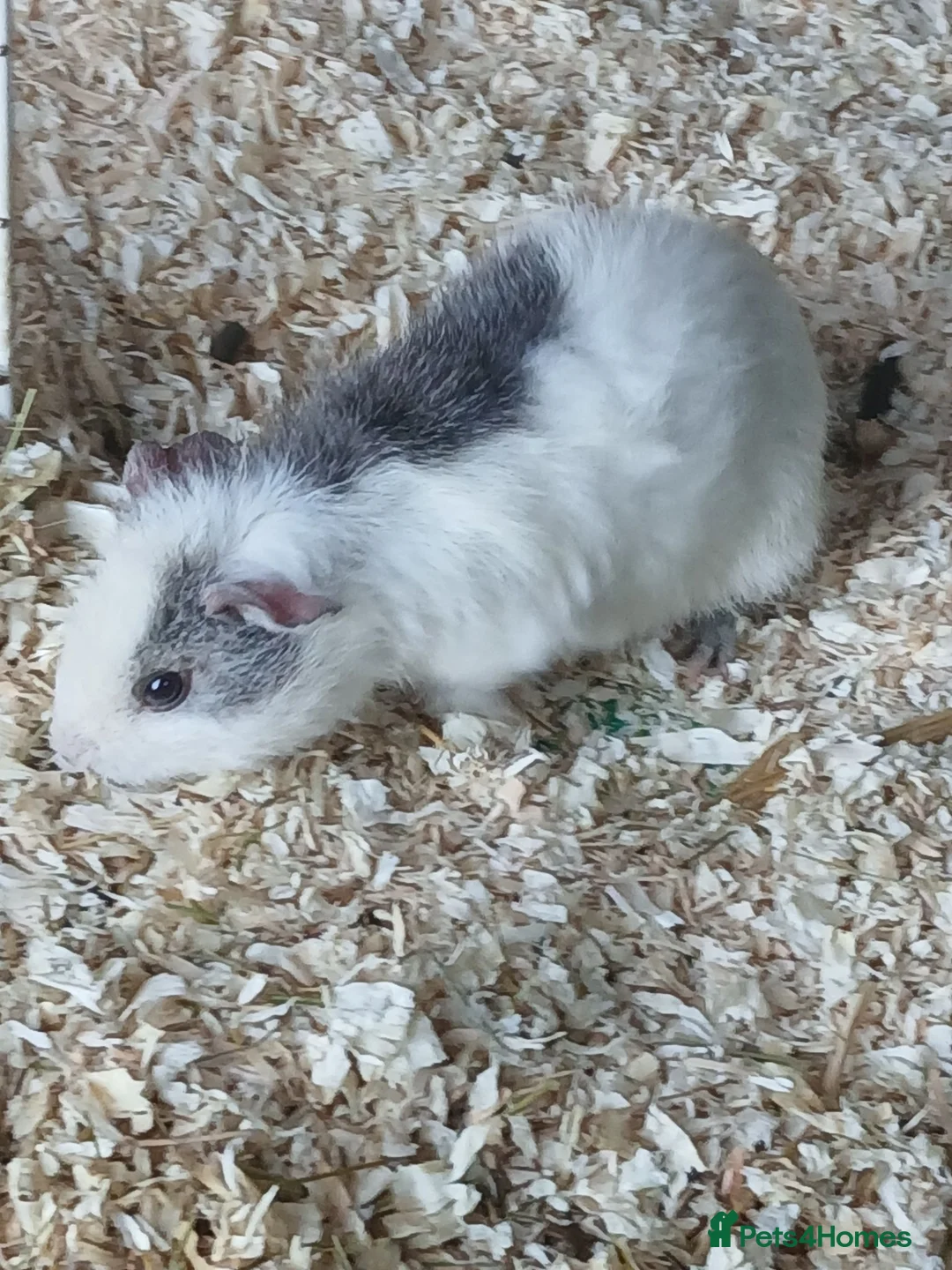 Guinea Pig rodents for sale: Bonded sow guinea pigs for sale - Advert 2