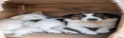 Mixed Breed dogs for adoption: ❤️ Bonded Corgi Cross Brothers Seeking Home ❤️ - Advert 5