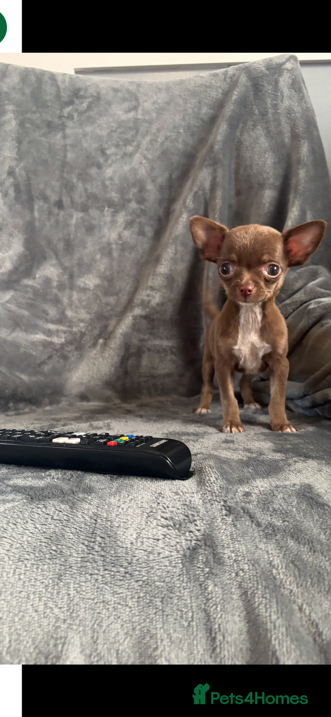 Chihuahua dogs for sale: Chihuahuas puppies  - Image 13