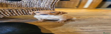 Labrador Retriever Puppy 5
