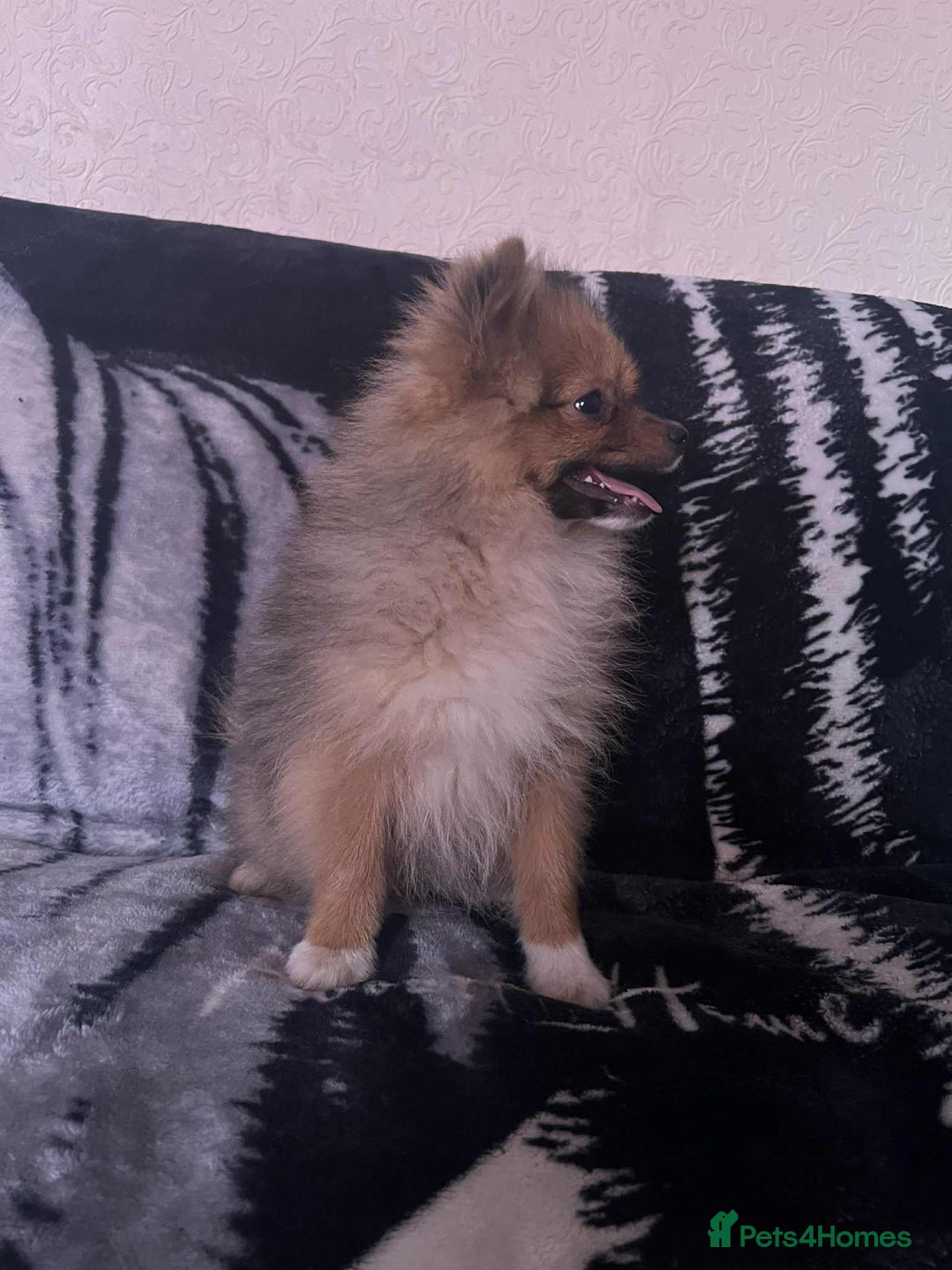 Pomeranian dogs for sale: 4 beautiful Pomeranian's looking for forever home  - Image 14