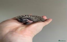 Pygmy Hedgehog rodents for sale: African Pygmy hoglet available to reserve  - Image 5